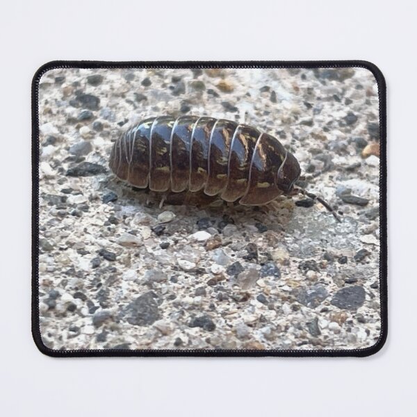 Item preview, Pillbug Photo designed and sold by A-inProgress.