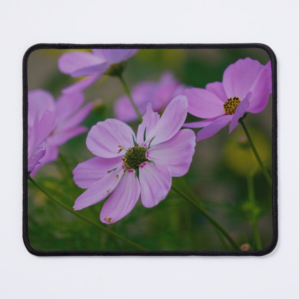 Item preview, Cosmos flowers designed and sold by Cblifeisgood.