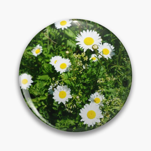 Item preview, Daisy, European species designed and sold by corichard.