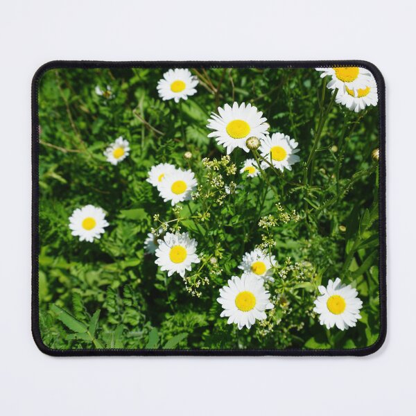 Item preview, Daisy, European species designed and sold by corichard.