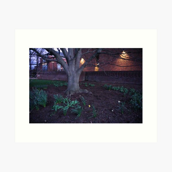 Tulips Under Tree Art Print