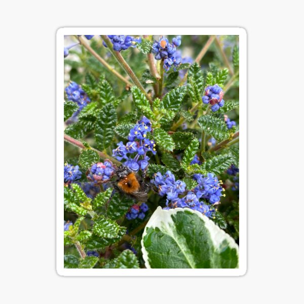 Artikel-Vorschau von Auf der Suche nach Pollen, designt und verkauft von Hazel McKinnon.