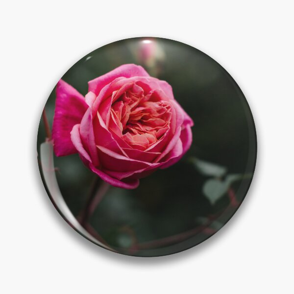 Item preview, Kissed by a Rose designed and sold by Glenn Stephenson.