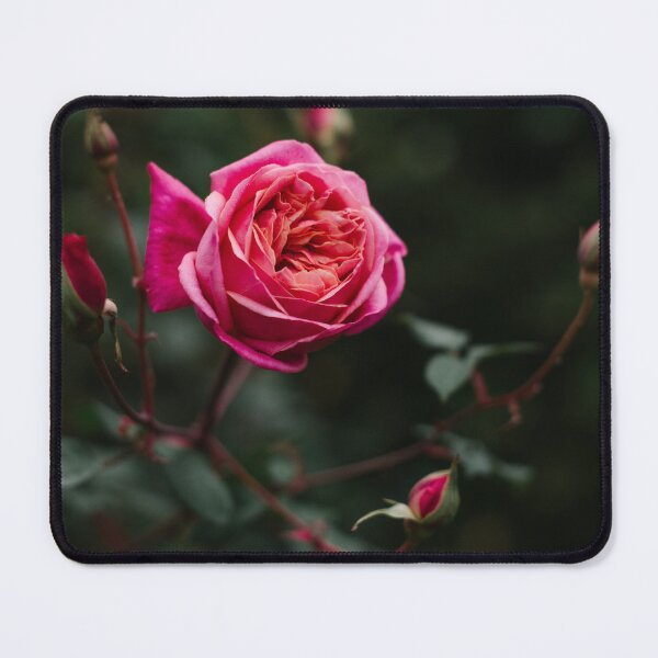 Item preview, Kissed by a Rose designed and sold by Glenn Stephenson.