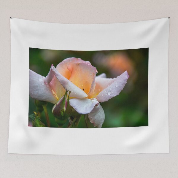 Item preview, rose designed and sold by Erwin G. Kotzab.