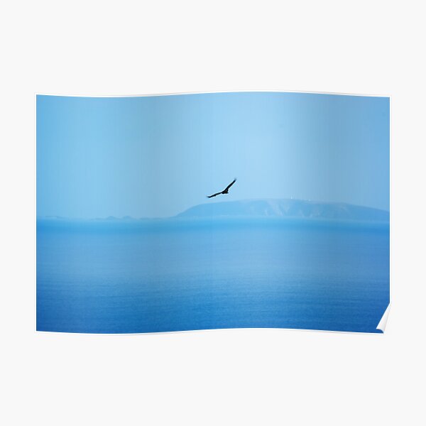 Wedge Tailed Eagle Over the Ocean Poster