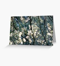 Salix Blossoms and Light Greeting Card