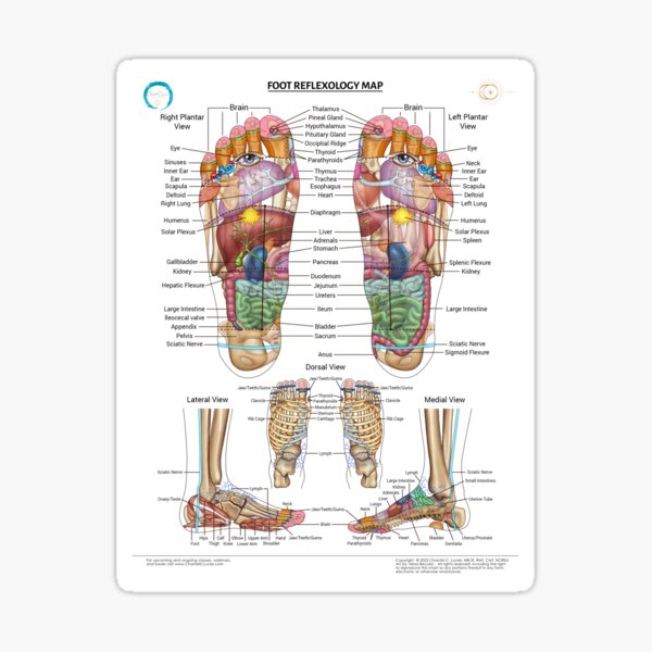 Item preview, Foot Reflexology Map designed and sold by ChantelCLucier.