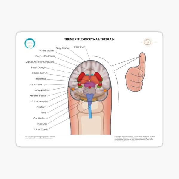 Item preview, Thumb Reflexology Map: The Brain designed and sold by ChantelCLucier.