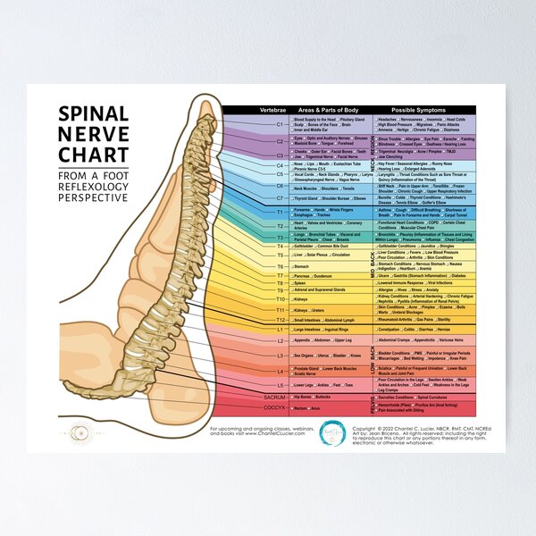 Item preview, Foot Reflexology Chakra Spinal Nerve Chart designed and sold by ChantelCLucier.