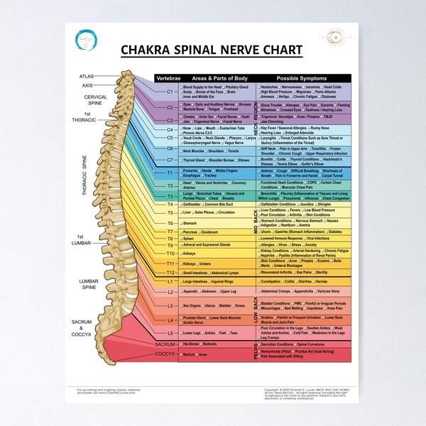Item preview, Chakra Spinal Nerve Chart designed and sold by ChantelCLucier.