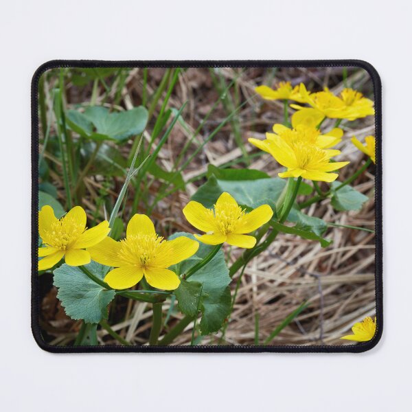 Artikelvorschau, Gelb am See. Sumpfdotterblume entworfen und verkauft von Jouko Lehto Photography.