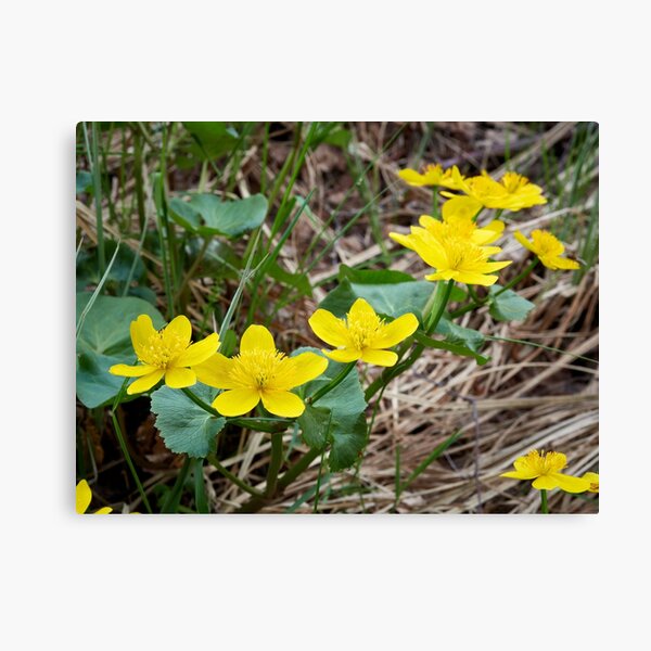 Item preview, Yellow by the lake. Marsh-marigold designed and sold by Jouko Lehto Photography.
