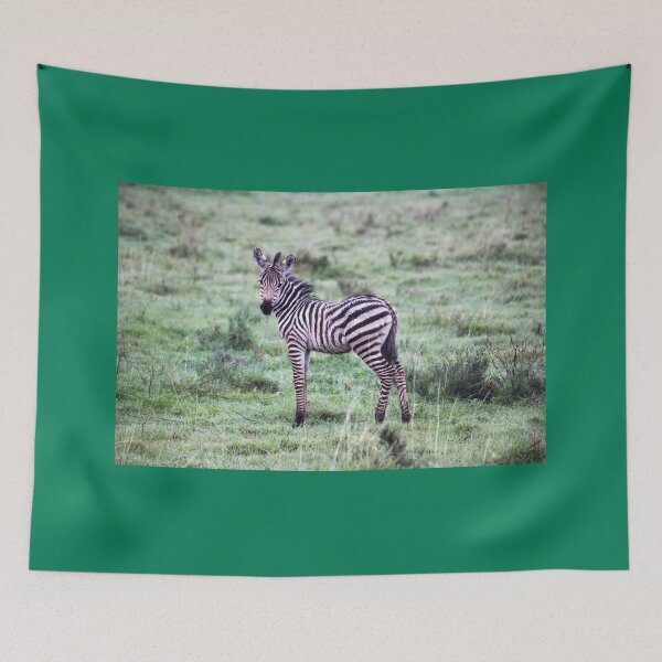Item preview, Tanzania. Ngorongoro Conservation Area. Baby Zebra. designed and sold by vadim19.