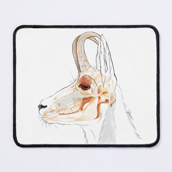 Item preview, Anatomical study - Chamois designed and sold by ExcaliburNoire.