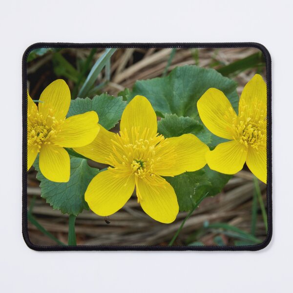 Item preview, Marsh-marigold trio designed and sold by Jouko Lehto Photography.