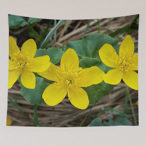 Item preview, Marsh-marigold trio designed and sold by Jouko Lehto Photography.