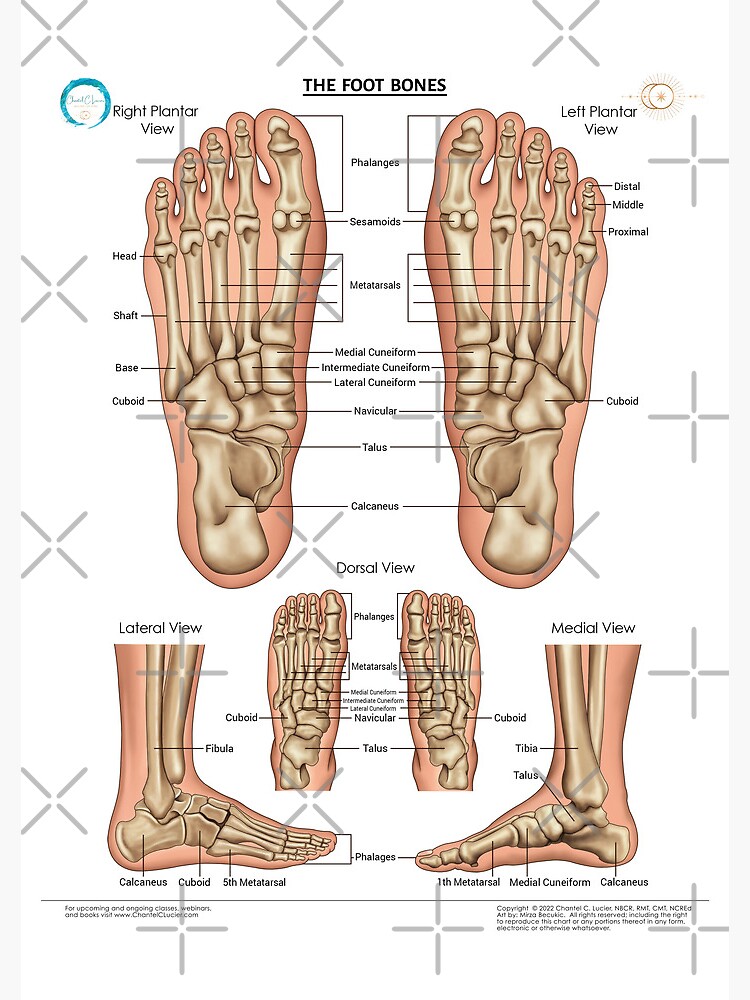 The Foot Bones (with anatomical names) Poster