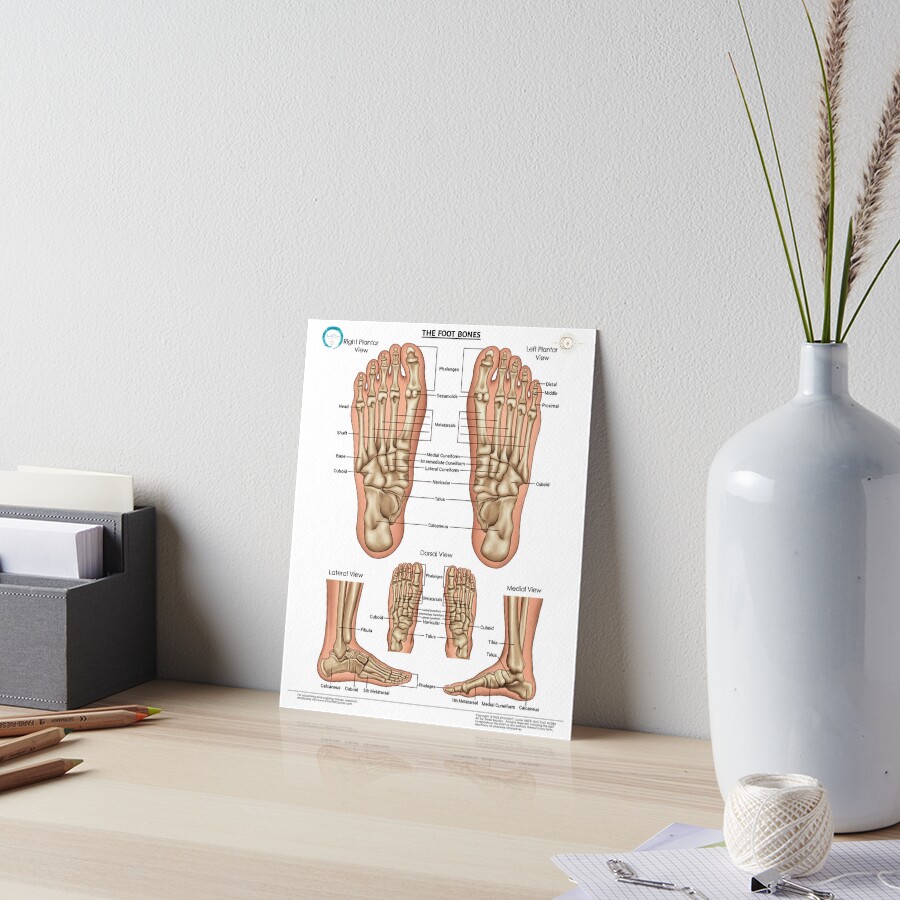 The Foot Bones (with anatomical names) Poster