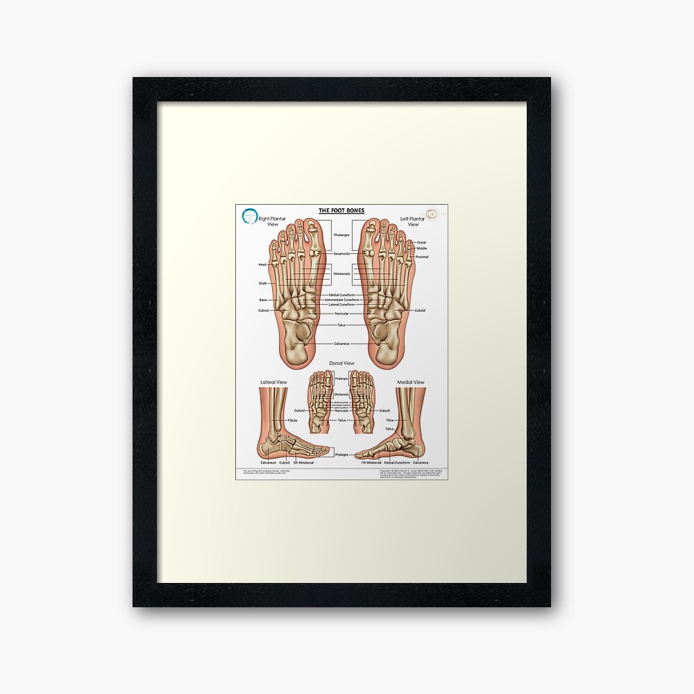 The Foot Bones (with anatomical names) Poster