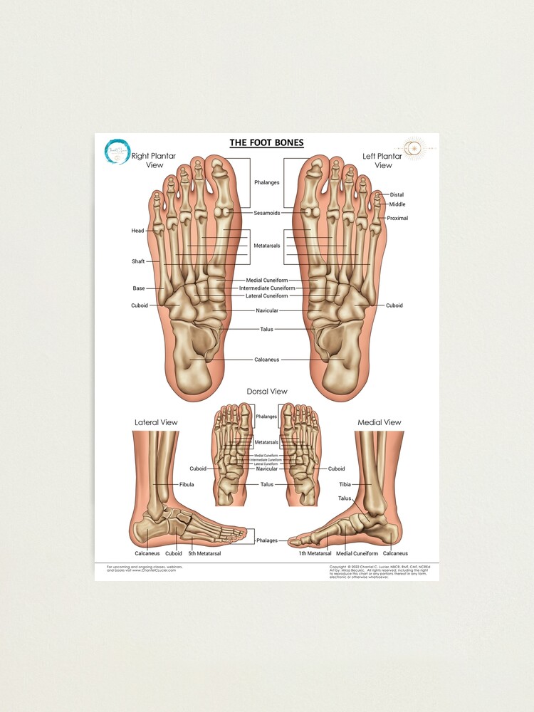 The Foot Bones (with anatomical names) Poster