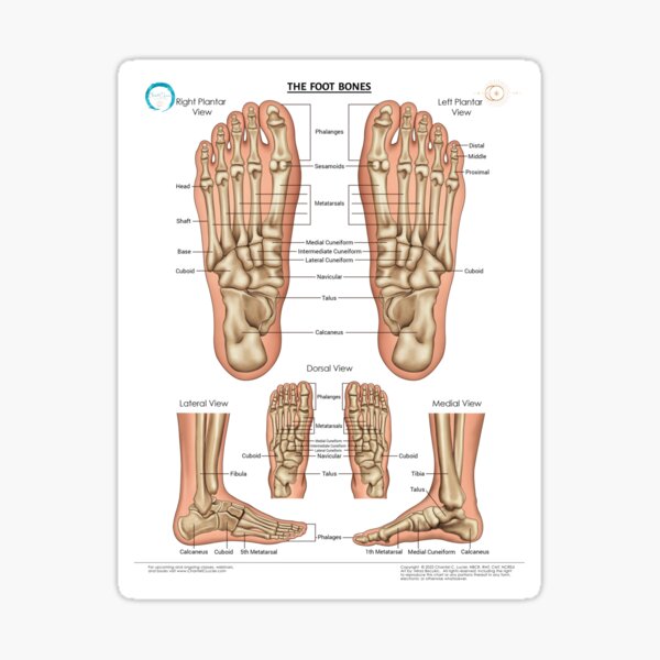Item preview, The Foot Bones (with anatomical names) designed and sold by ChantelCLucier.