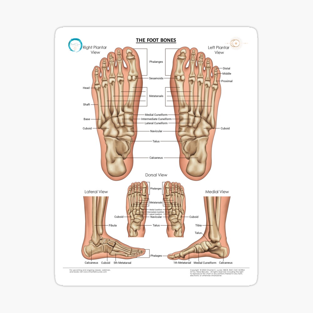 The Foot Bones (with anatomical names) Poster