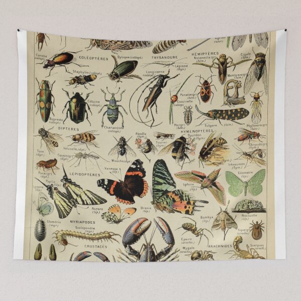 Aperçu de l'œuvre Adolphe Millot Arthropodes Design Vintage créée et vendue par MyTutina.