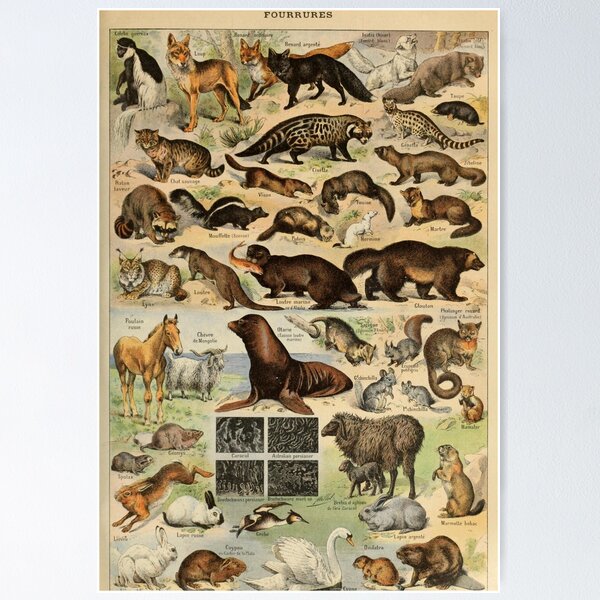 Item preview, Adolphe Millot Fourrures Vintage designed and sold by MyTutina.