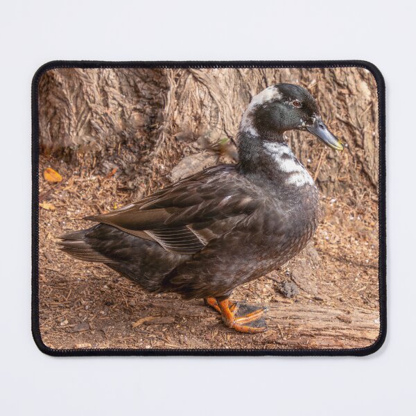 Item preview, Brown and White Duck designed and sold by SafariByMarisa.