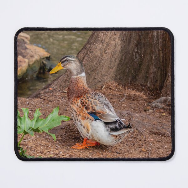 Item preview, Duck Out of Water designed and sold by SafariByMarisa.