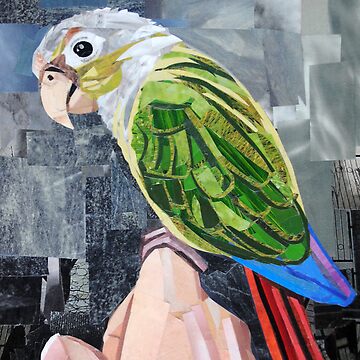Artwork thumbnail, The Colorful Conure by megancoyle