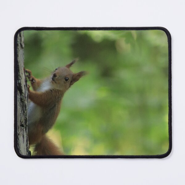 Item preview, A curious squirrel climbing a tree. designed and sold by MyphotoStore.