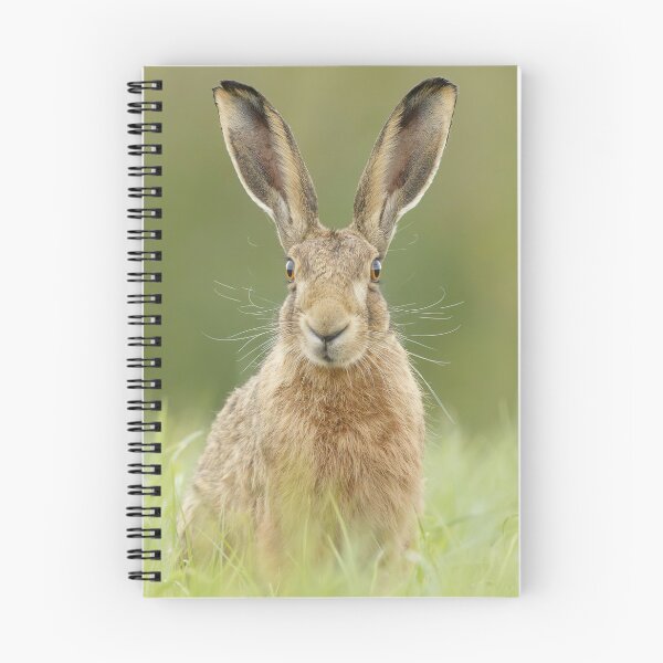 Item preview, Hare designed and sold by MorningFive.