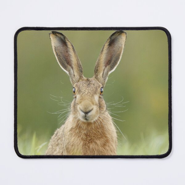 Item preview, Hare designed and sold by MorningFive.