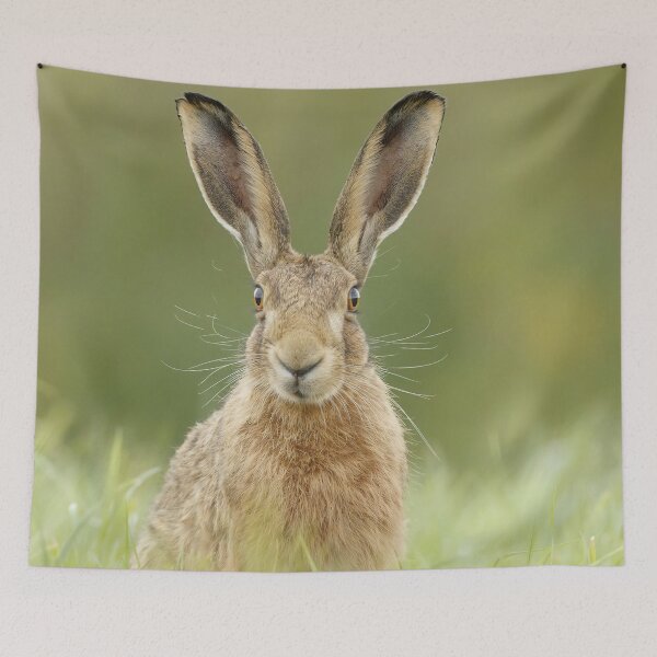 Item preview, Hare designed and sold by MorningFive.