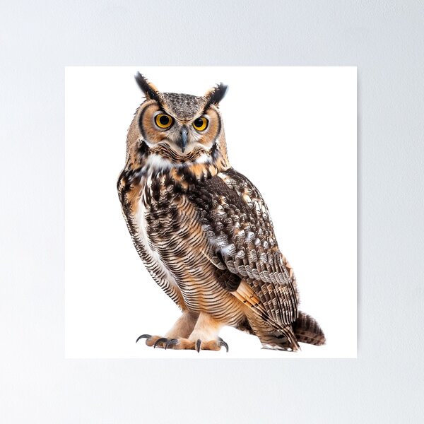 Meowl 7606 Meowl 7606