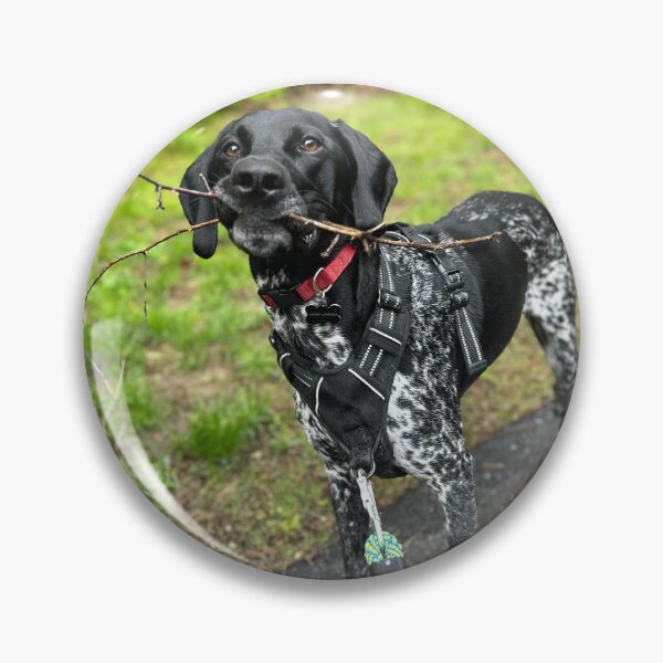 Item preview, German shorthand pointer  designed and sold by Lauracolleen3.