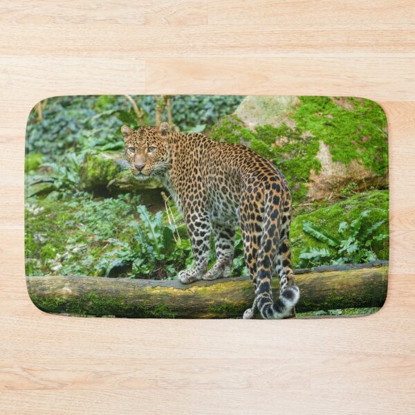 Item preview, Fierce Elegance Jaguar's Gaze designed and sold by rawshutterbug.