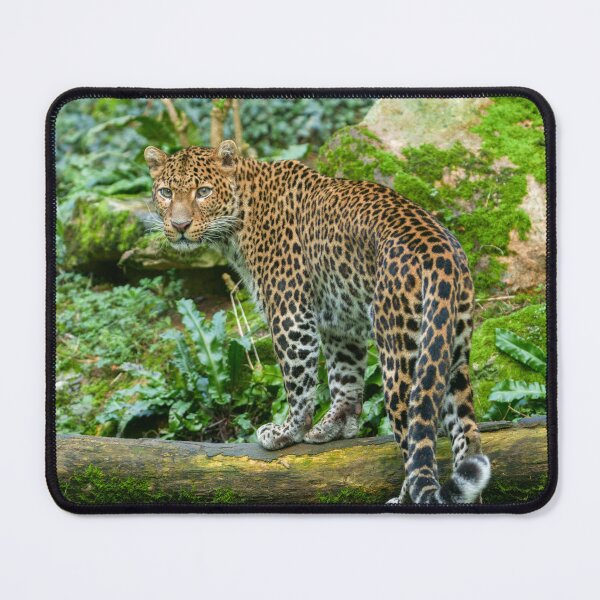 Item preview, Fierce Elegance Jaguar's Gaze designed and sold by rawshutterbug.