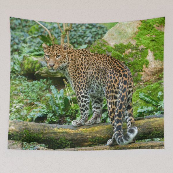 Item preview, Fierce Elegance Jaguar's Gaze designed and sold by rawshutterbug.