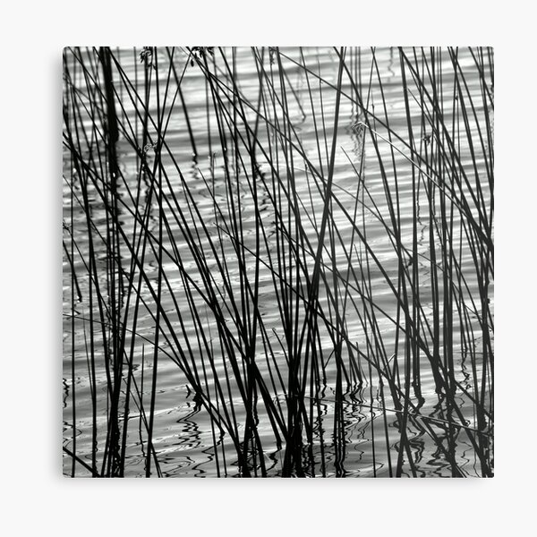 Item preview, Grass Reeds Growing In A Lake In Black And White designed and sold by Designsbygroovy.