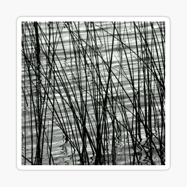 Item preview, Grass Reeds Growing In A Lake In Black And White designed and sold by Designsbygroovy.