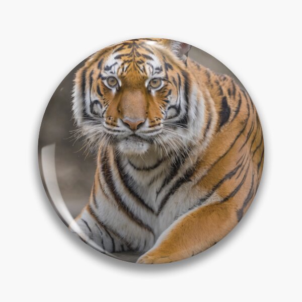Item preview, Majestuoso tigre de Bengala designed and sold by Burkae.