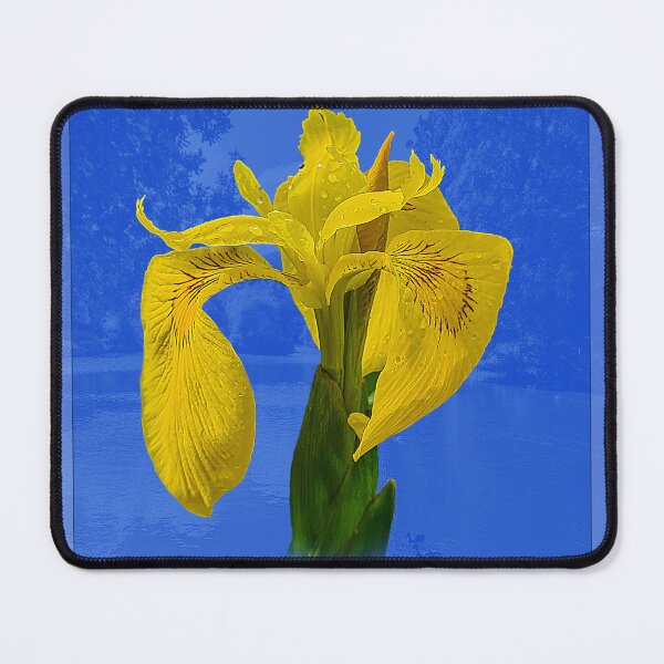 Artikelvorschau, Gelbe Iris am Blauen See entworfen und verkauft von imjim.