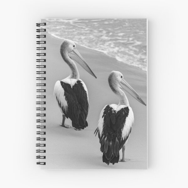 Item preview, Pelicans at Tangalooma, Moreton Island, Queensland, Australia designed and sold by dylanmorgan.