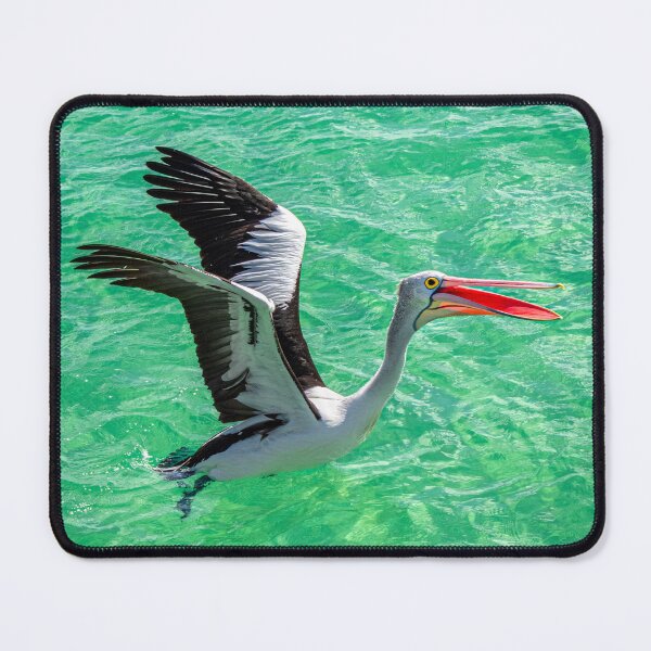 Item preview, Australian Pelican Flying at Moreton Island. designed and sold by dylanmorgan.