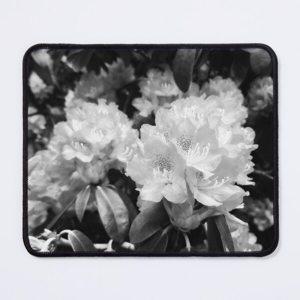 Artikelvorschau, Rhododendronblüten in Schwarz und Weiß entworfen und verkauft von Taina Sohlman.