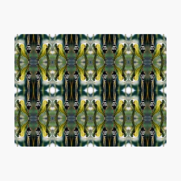 Corn Smut (Ustilago maydis) Photographic Print