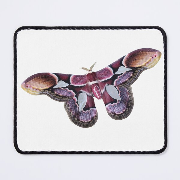 Item preview, Rothschildia erycina silkmoth designed and sold by Entomologist.